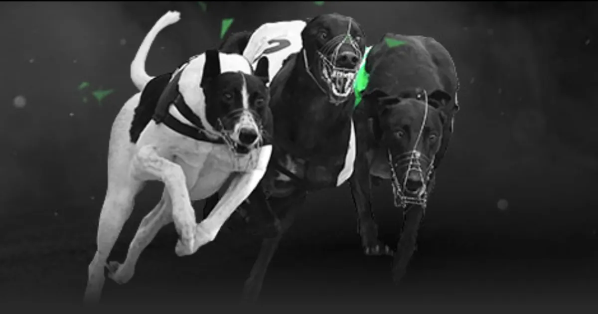 一叶千味揭,泡叶技艺探,秘之旅,中国双赢彩票网,足彩竞猜,双赢彩票网,体彩竞猜